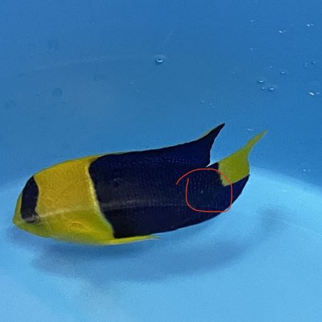 1. Bicolor Angelfish